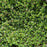 Thyme, Caborn Wine & Roses Thyme