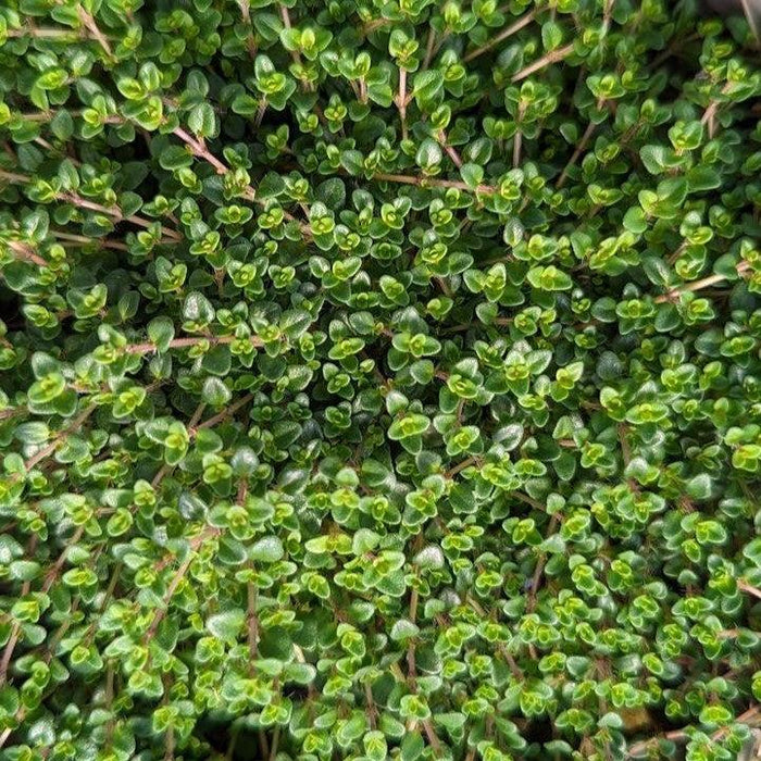 Thyme, Caborn Wine & Roses Thyme