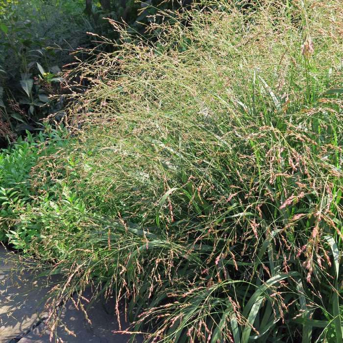 Grass, Cape Breeze Switch Grass, Panic Grass