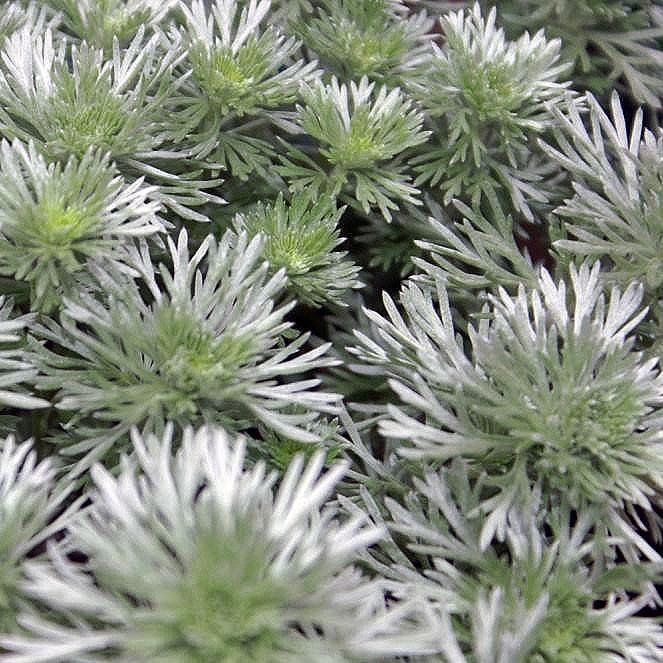 Silver Mound, Wormwood, Ghost Plant