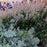 Hyssop, Blue Fortune Giant Hyssop