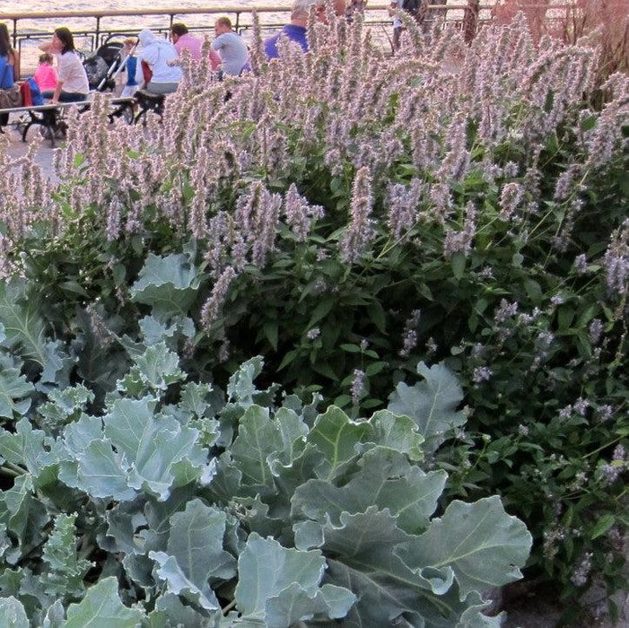 Hyssop, Blue Fortune Giant Hyssop