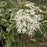 Elderberry, Instant Karma® Elderberry