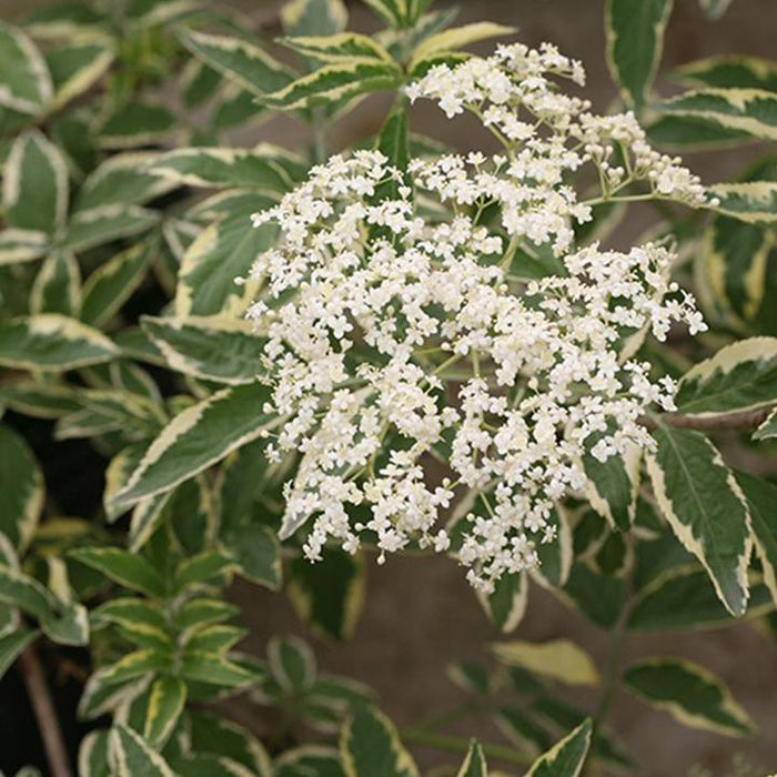 Elderberry, Instant Karma® Elderberry