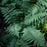 Fern, Goldie’s Shield Fern, Giant Wood Fern