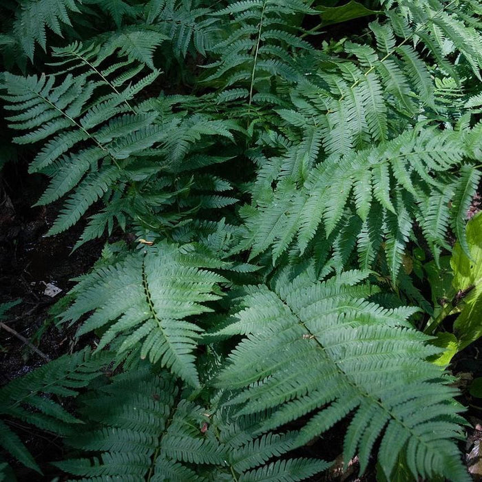 Fern, Goldie’s Shield Fern, Giant Wood Fern