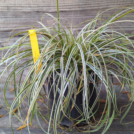 Sedge, Feather Falls Sedge