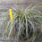 Sedge, Feather Falls Sedge