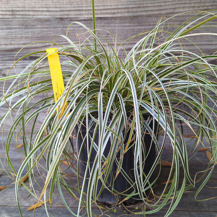 Sedge, Feather Falls Sedge