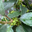 Holly, Winter Red Winterberry Holly