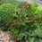 Weigela, Bloomin' Easy® Maroon Swoon® Weigela