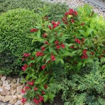 Weigela, Bloomin' Easy® Maroon Swoon® Weigela
