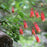Columbine, Wild Columbine