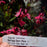 Gaura lindheimeri 'Kleau 04263'  - Belleza™ Dark Pink Gaura