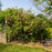 Dogwood, Bailey Red Twig Dogwood