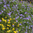 Cranesbill, Rozanne Cranesbill