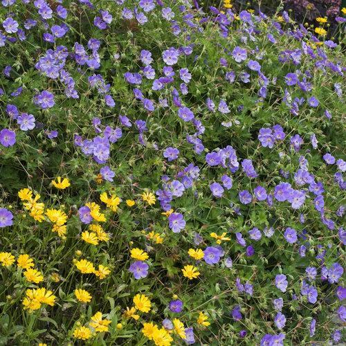 Cranesbill, Rozanne Cranesbill