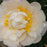 Peony, Gardenia Peony