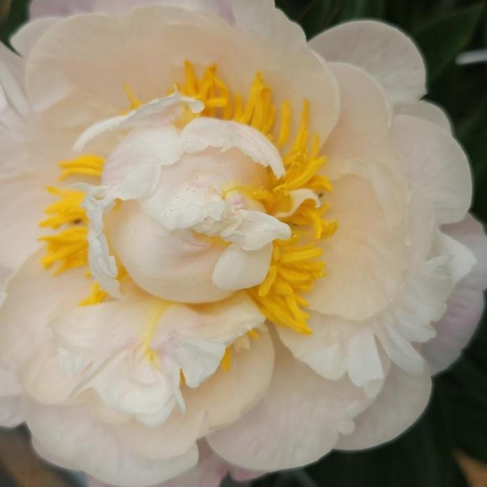 Peony, Gardenia Peony