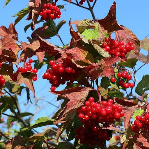 Viburnum, Bailey Compact American Cranberrybush Viburnum