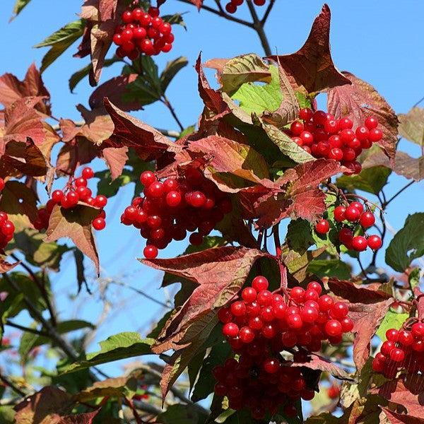 Viburnum, Bailey Compact American Cranberrybush Viburnum
