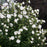 Hibiscus, White Chiffon® Rose of Sharon