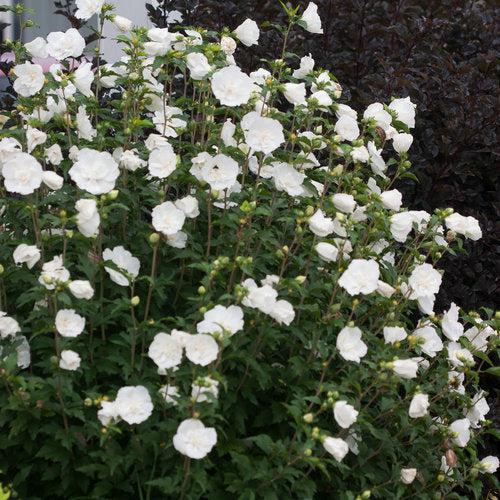 Hibiscus, White Chiffon® Rose of Sharon