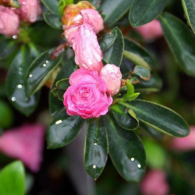 Azalea, Rosebud Azalea