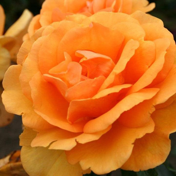 Rose, South Africa® Sunbelt® Grandiflora Rose