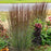 Grass, Cinnamon Sticks Little Bluestem