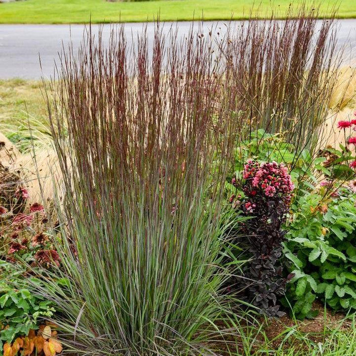 Grass, Cinnamon Sticks Little Bluestem