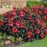 Hibiscus, Summerific® Holy Grail Hibiscus
