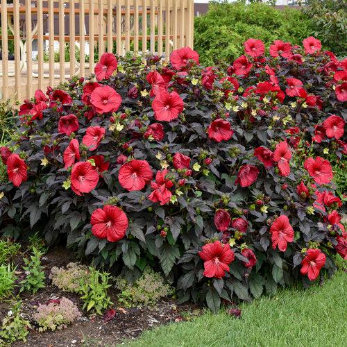 Hibiscus, Summerific® Holy Grail Hibiscus