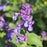 Catmint, Picture Purrfect Catmint
