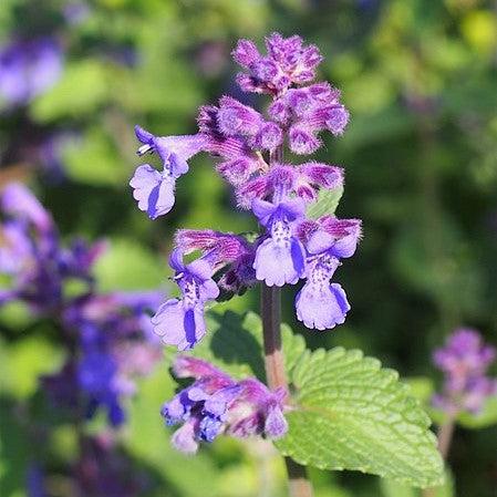 Catmint, Picture Purrfect Catmint