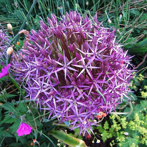 Allium, Star of Persia