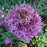 Allium, Star of Persia