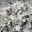 Artemisia, Silver Brocade Artemesia
