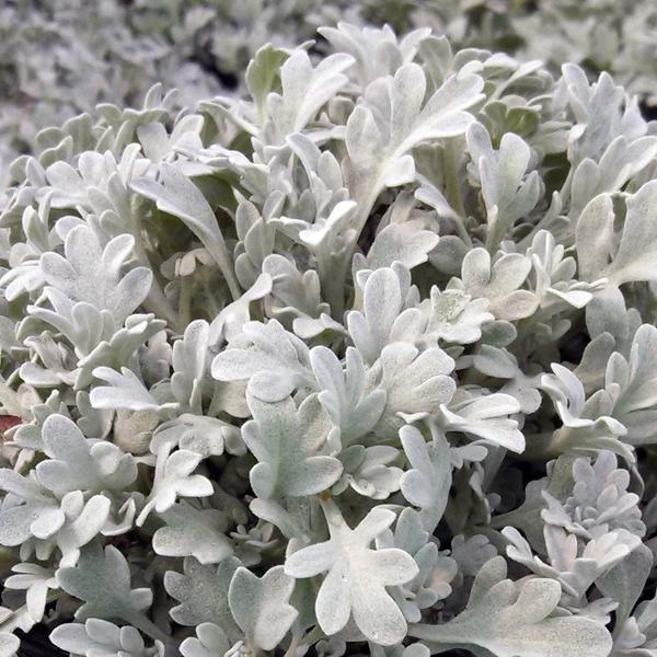 Artemisia, Silver Brocade Artemesia
