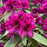 Rhododendron, Polarnacht Rhododendron