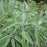 Sage, Garden Sage