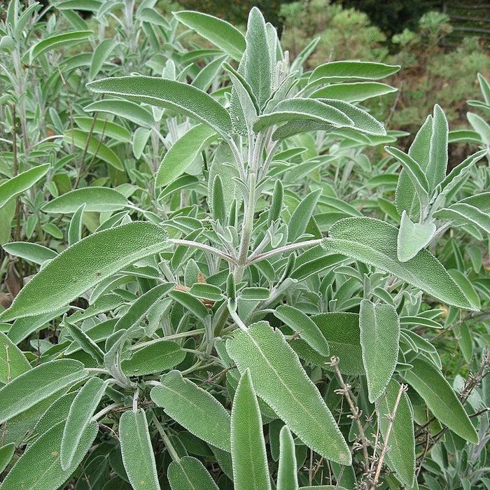 Sage, Garden Sage