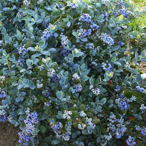 Blueberry, Pink Icing - Half Highbush, 2 gal (15-18 in.)