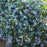 Blueberry, Pink Icing - Half Highbush, 2 gal (15-18 in.)