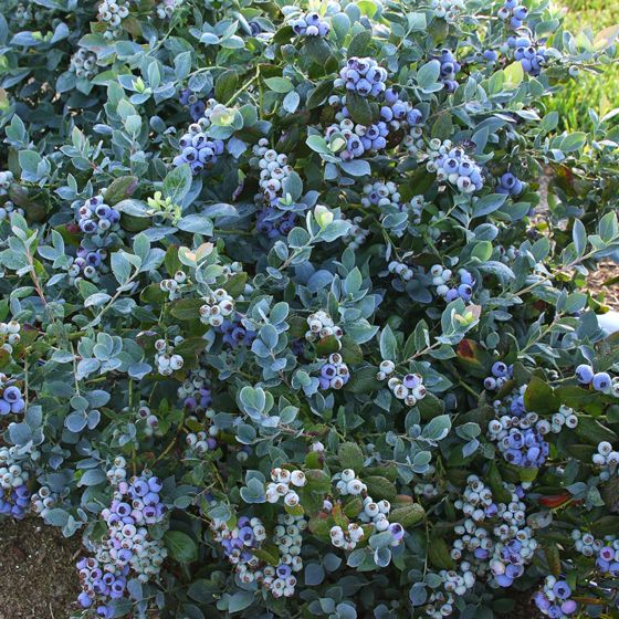 Blueberry, Pink Icing - Half Highbush, 2 gal (15-18 in.)