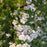 Catmint, Lesser Calamint