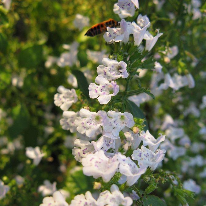 Catmint, Lesser Calamint