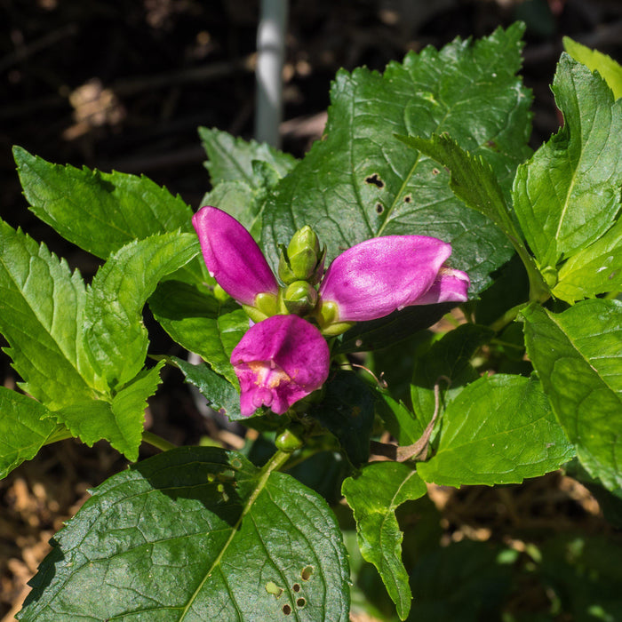 Turtlehead, Hot Lips Turtlehead