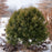 Boxwood, Green Mountain Boxwood