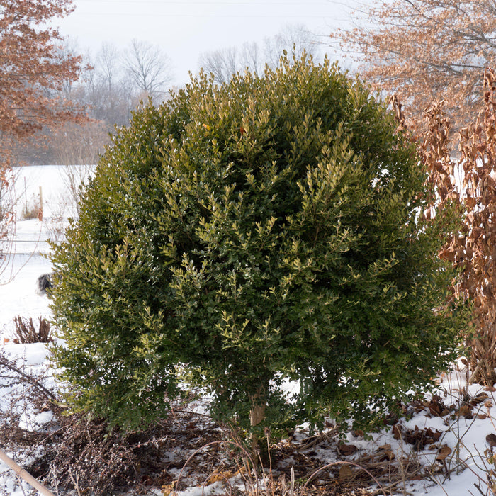 Boxwood, Green Mountain Boxwood